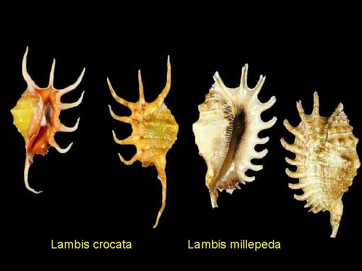 Lambis crocata Lambis millepeda 