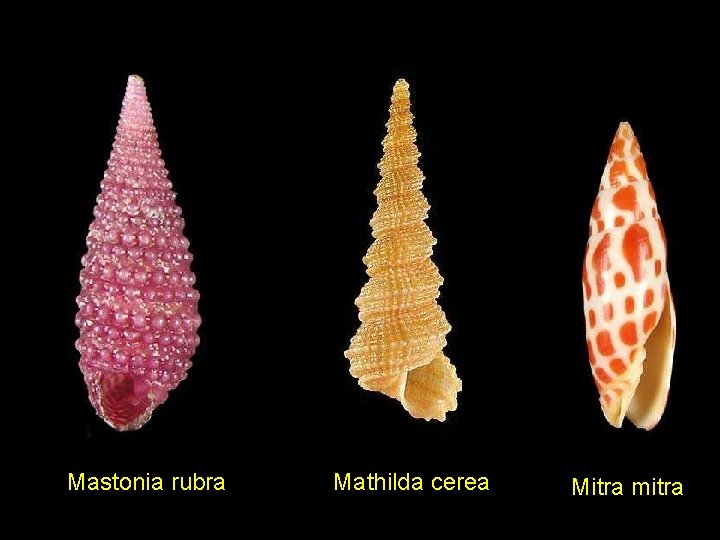 Mastonia rubra Mathilda cerea Mitra mitra 