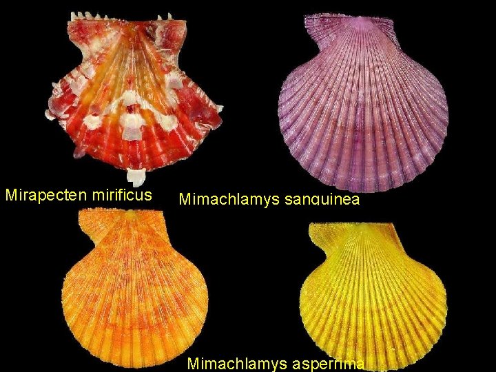 Mirapecten mirificus Mimachlamys sanguinea Mimachlamys asperrima 