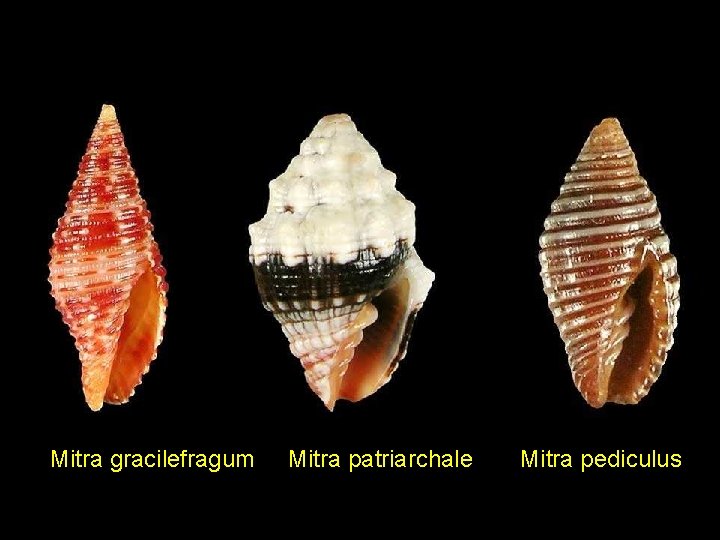 Mitra gracilefragum Mitra patriarchale Mitra pediculus 