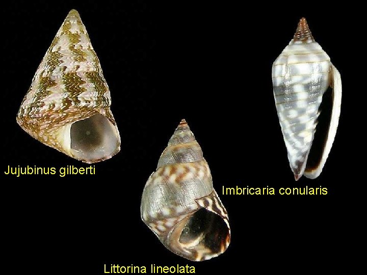 Jujubinus gilberti Imbricaria conularis Littorina lineolata 