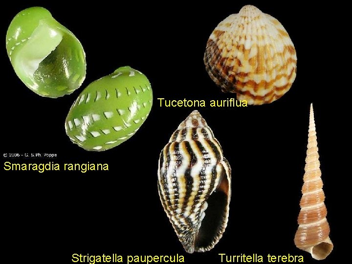 Tucetona auriflua Smaragdia rangiana Strigatella paupercula Turritella terebra 