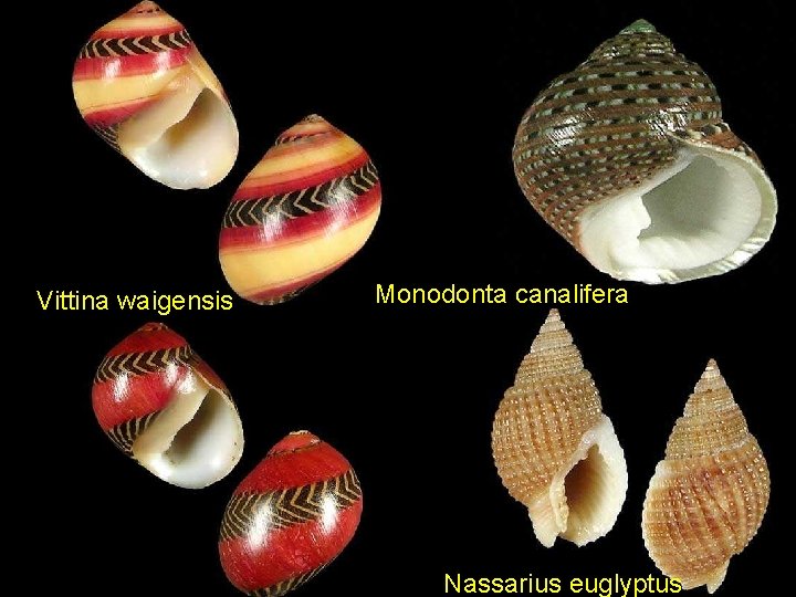 Vittina waigensis Monodonta canalifera Nassarius euglyptus 