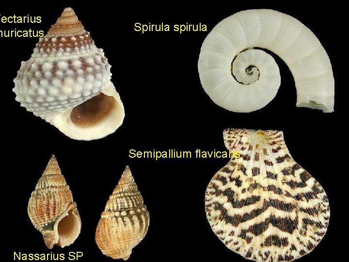 Tectarius muricatus Spirula spirula Semipallium flavicans Nassarius SP 