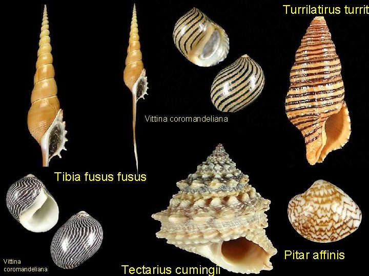 Turrilatirus turritu Vittina coromandeliana Tibia fusus Vittina coromandeliana Pitar affinis Tectarius cumingii 