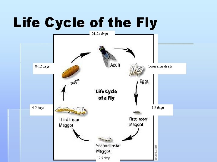 Life Cycle of the Fly 21 -24 days 8 -12 days Soon after death