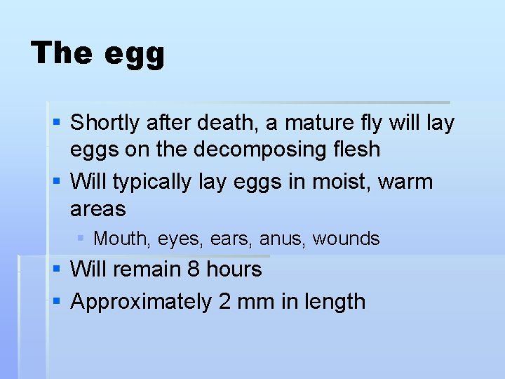 The egg § Shortly after death, a mature fly will lay eggs on the
