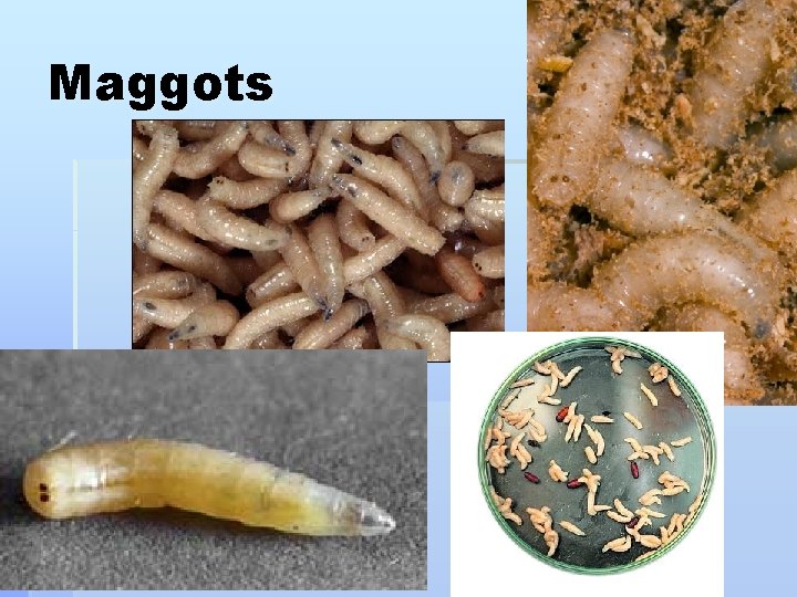 Maggots 