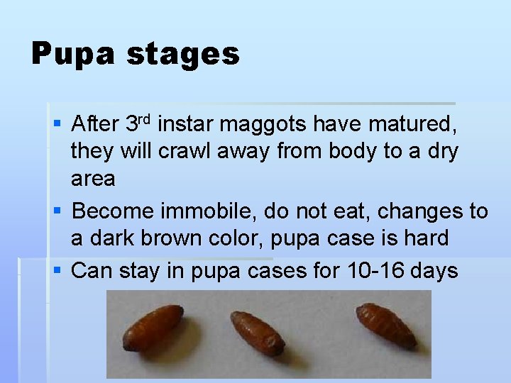 Pupa stages § After 3 rd instar maggots have matured, they will crawl away