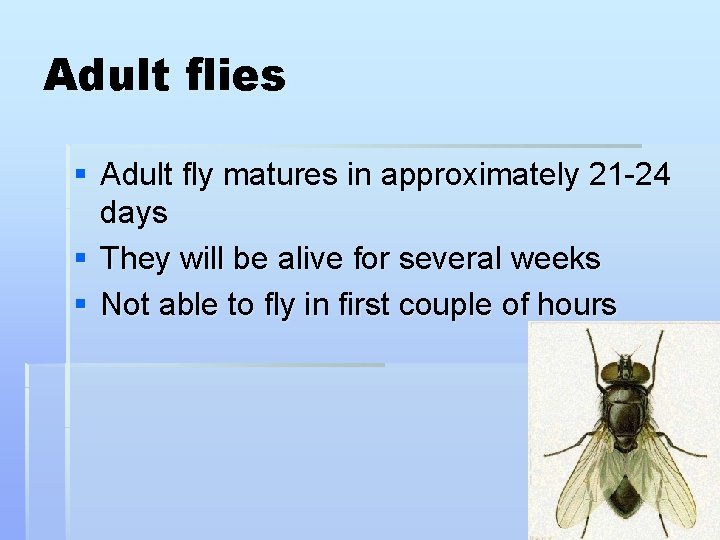 Adult flies § Adult fly matures in approximately 21 -24 days § They will