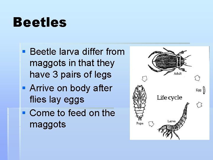 Beetles § Beetle larva differ from maggots in that they have 3 pairs of