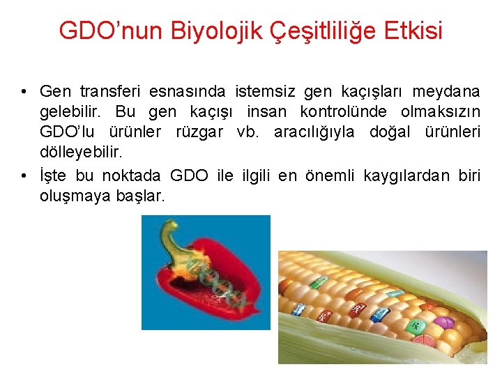 GDO’nun Biyolojik Çeşitliliğe Etkisi • Gen transferi esnasında istemsiz gen kaçışları meydana gelebilir. Bu