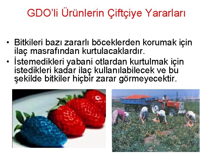 GDO’li Ürünlerin Çiftçiye Yararları • Bitkileri bazı zararlı böceklerden korumak için ilaç masrafından kurtulacaklardır.