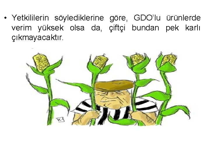  • Yetkililerin söylediklerine göre, GDO’lu ürünlerde verim yüksek olsa da, çiftçi bundan pek