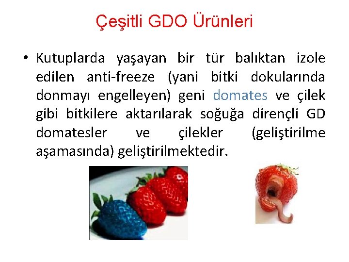 Çeşitli GDO Ürünleri • Kutuplarda yaşayan bir tür balıktan izole edilen anti-freeze (yani bitki