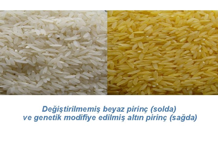 Değiştirilmemiş beyaz pirinç (solda) ve genetik modifiye edilmiş altın pirinç (sağda) 