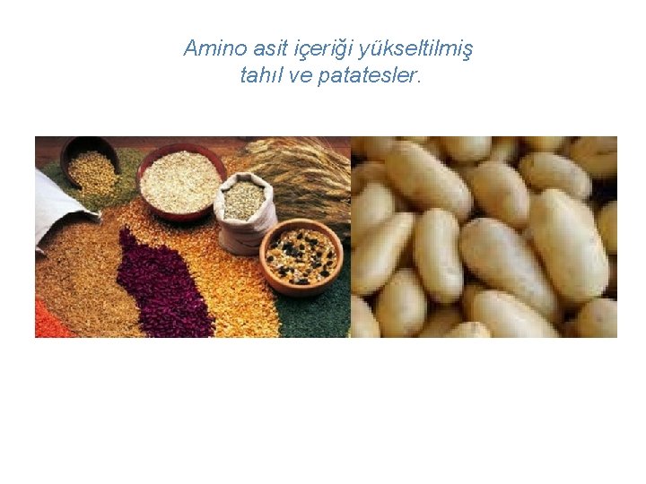 Amino asit içeriği yükseltilmiş tahıl ve patatesler. 