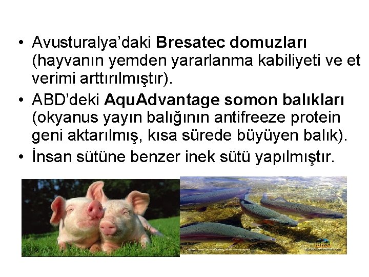  • Avusturalya’daki Bresatec domuzları (hayvanın yemden yararlanma kabiliyeti ve et verimi arttırılmıştır). •