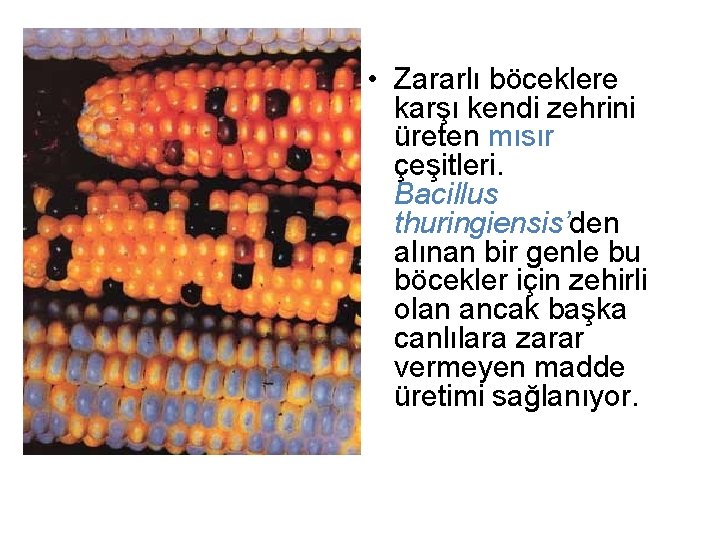  • Zararlı böceklere karşı kendi zehrini üreten mısır çeşitleri. Bacillus thuringiensis’den alınan bir