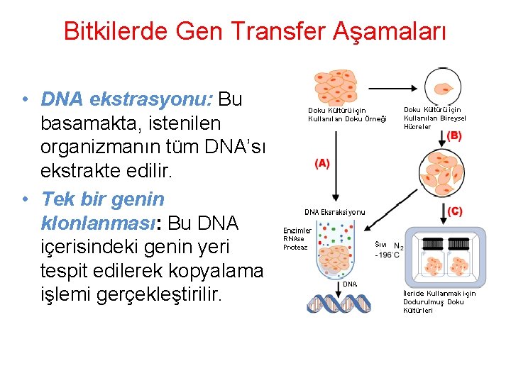 Bitkilerde Gen Transfer Aşamaları • DNA ekstrasyonu: Bu basamakta, istenilen organizmanın tüm DNA’sı ekstrakte