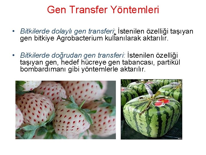 Gen Transfer Yöntemleri • Bitkilerde dolaylı gen transferi: İstenilen özelliği taşıyan gen bitkiye Agrobacterium