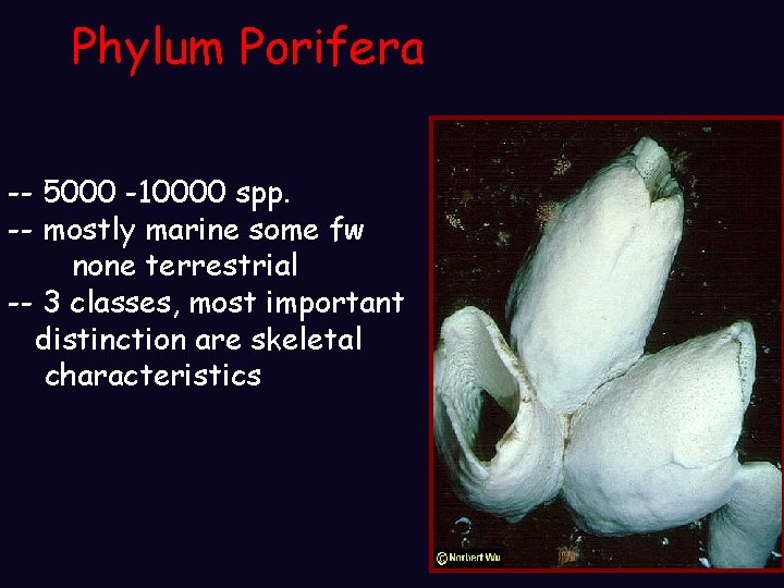 Phylum Porifera -- 5000 -10000 spp. -- mostly marine some fw none terrestrial -- Phylum Porifera -- 5000 -10000 spp. -- mostly marine some fw none terrestrial --