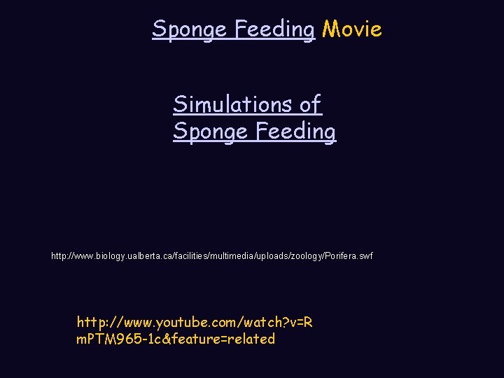 Sponge Feeding Movie Simulations of Sponge Feeding http: //www. biology. ualberta. ca/facilities/multimedia/uploads/zoology/Porifera. swf http: Sponge Feeding Movie Simulations of Sponge Feeding http: //www. biology. ualberta. ca/facilities/multimedia/uploads/zoology/Porifera. swf http: