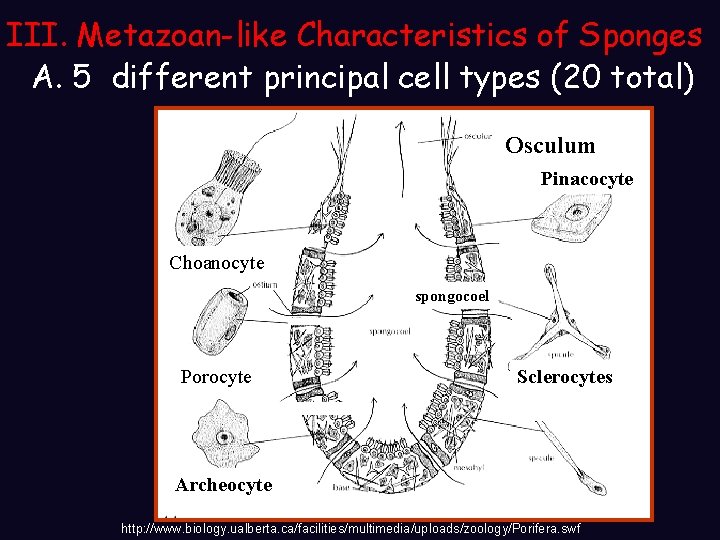 III. Metazoan-like Characteristics of Sponges A. 5 different principal cell types (20 total) Osculum III. Metazoan-like Characteristics of Sponges A. 5 different principal cell types (20 total) Osculum