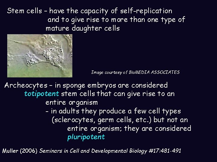 Stem cells – have the capacity of self-replication and to give rise to more Stem cells – have the capacity of self-replication and to give rise to more