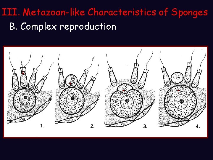 III. Metazoan-like Characteristics of Sponges B. Complex reproduction III. Metazoan-like Characteristics of Sponges B. Complex reproduction