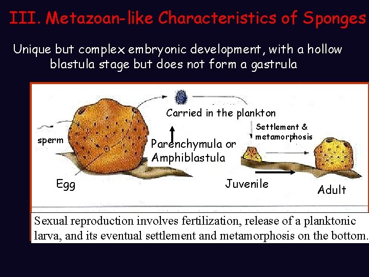 III. Metazoan-like Characteristics of Sponges Unique but complex embryonic development, with a hollow blastula III. Metazoan-like Characteristics of Sponges Unique but complex embryonic development, with a hollow blastula