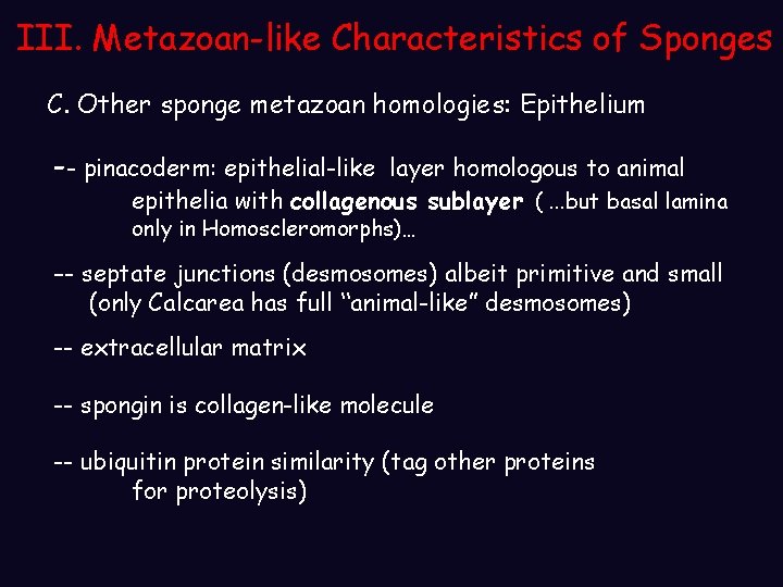 III. Metazoan-like Characteristics of Sponges C. Other sponge metazoan homologies: Epithelium -- pinacoderm: epithelial-like III. Metazoan-like Characteristics of Sponges C. Other sponge metazoan homologies: Epithelium -- pinacoderm: epithelial-like