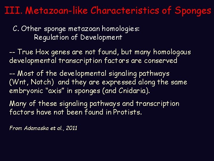 III. Metazoan-like Characteristics of Sponges C. Other sponge metazoan homologies: Regulation of Development -- III. Metazoan-like Characteristics of Sponges C. Other sponge metazoan homologies: Regulation of Development --