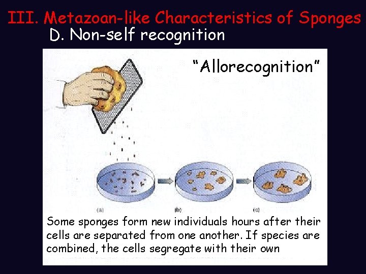 III. Metazoan-like Characteristics of Sponges D. Non-self recognition “Allorecognition” Some sponges form new individuals III. Metazoan-like Characteristics of Sponges D. Non-self recognition “Allorecognition” Some sponges form new individuals