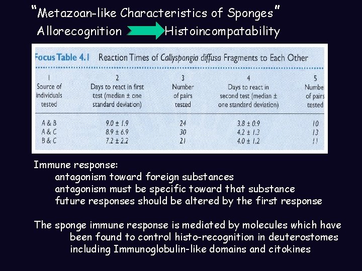 “Metazoan-like Characteristics of Sponges” Allorecognition Histoincompatability Immune response: antagonism toward foreign substances antagonism must “Metazoan-like Characteristics of Sponges” Allorecognition Histoincompatability Immune response: antagonism toward foreign substances antagonism must