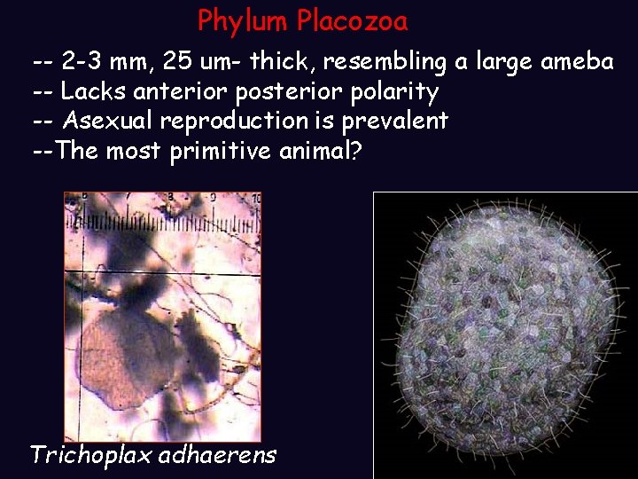 Phylum Placozoa -- 2 -3 mm, 25 um- thick, resembling a large ameba -- Phylum Placozoa -- 2 -3 mm, 25 um- thick, resembling a large ameba --
