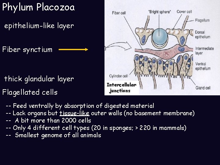 Phylum Placozoa Dorsal epithelium-like layer Fiber synctium thick glandular layer Flagellated cells Intercellular junctions Phylum Placozoa Dorsal epithelium-like layer Fiber synctium thick glandular layer Flagellated cells Intercellular junctions