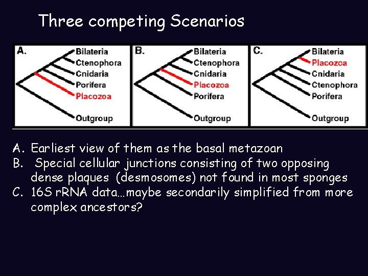 Three competing Scenarios A. Earliest view of them as the basal metazoan B. Special Three competing Scenarios A. Earliest view of them as the basal metazoan B. Special