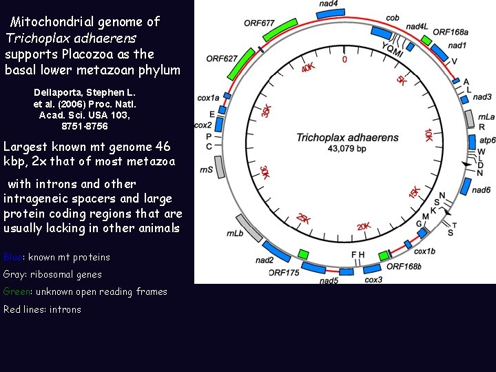 Mitochondrial genome of Trichoplax adhaerens supports Placozoa as the basal lower metazoan phylum Dellaporta, Mitochondrial genome of Trichoplax adhaerens supports Placozoa as the basal lower metazoan phylum Dellaporta,