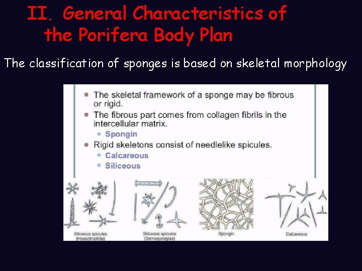 II. General Characteristics of the Porifera Body Plan The classification of sponges is based II. General Characteristics of the Porifera Body Plan The classification of sponges is based