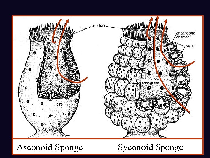 Asconoid Sponge Syconoid Sponge Asconoid Sponge Syconoid Sponge