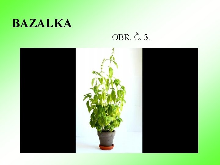BAZALKA OBR. Č. 3. BAZALKA OBR. Č. 3.