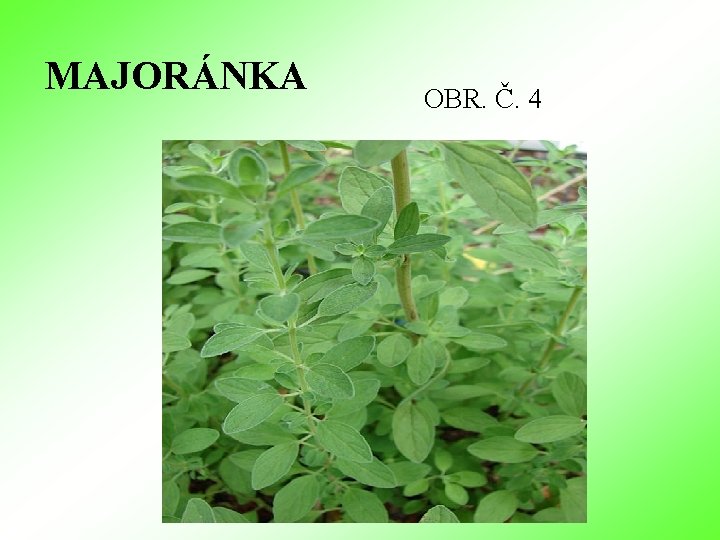 MAJORÁNKA OBR. Č. 4 MAJORÁNKA OBR. Č. 4