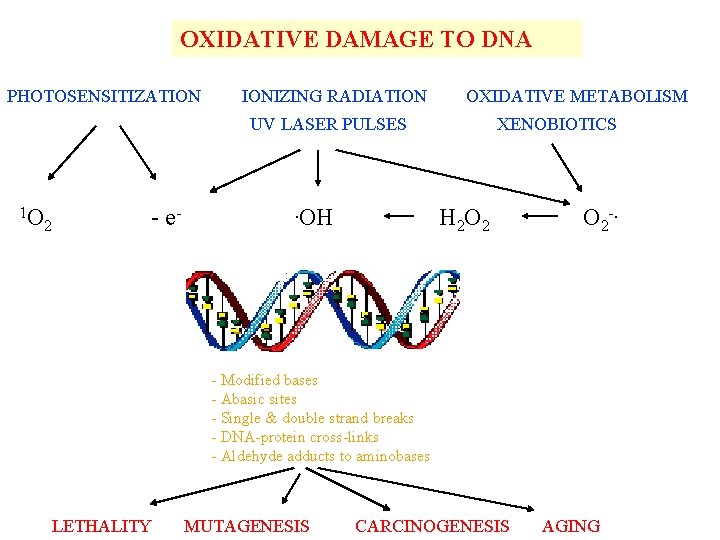 OXIDATIVE DAMAGE TO DNA PHOTOSENSITIZATION IONIZING RADIATION OXIDATIVE METABOLISM UV LASER PULSES 1 O