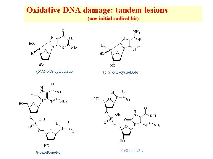 Oxidative DNA damage: tandem lesions (one initial radical hit) O NH 2 N HO