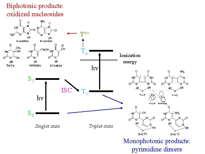 Biphotonic products: oxidized nucleosides T +° Tn hn Ionization energy S 1 ISC hn
