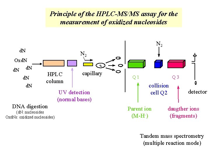 Principle of the HPLC-MS/MS assay for the measurement of oxidized nucleosides N 2 d.