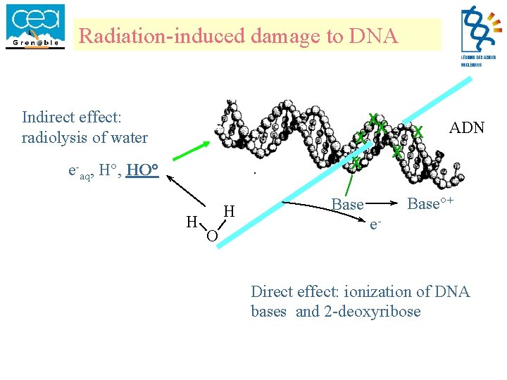 Radiation-induced damage to DNA Indirect effect: radiolysis of water X X e-aq, H°, HO°