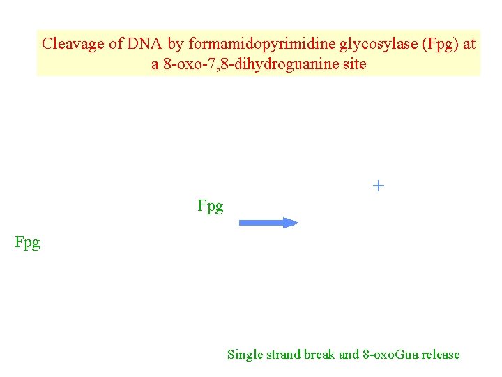 Cleavage of DNA by formamidopyrimidine glycosylase (Fpg) at a 8 -oxo-7, 8 -dihydroguanine site