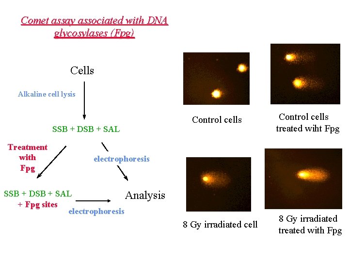 Comet assay associated with DNA glycosylases (Fpg) Cells Alkaline cell lysis SSB + DSB